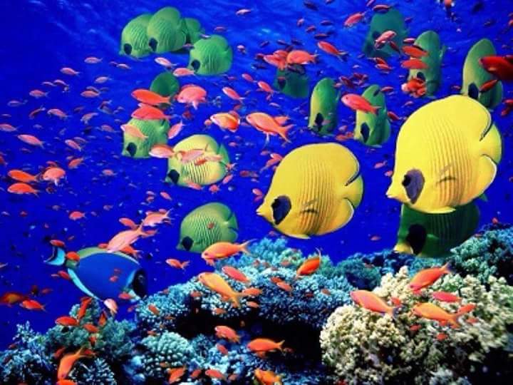 Catamaran Snorkeling & Open Bar Experience from Puerto Plata 17