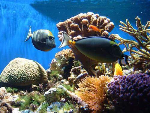 Catamaran Snorkeling & Open Bar Experience from Puerto Plata 14